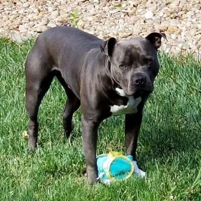 Cap_Gainz's profile picture. #AJ1Fam