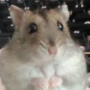 🐹유기햄 입양하세요🐹쮸쮸는 귀여워さんのプロフィール画像