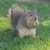Squirrels of San Antonio (@SquirrelsLos) Twitter profile photo