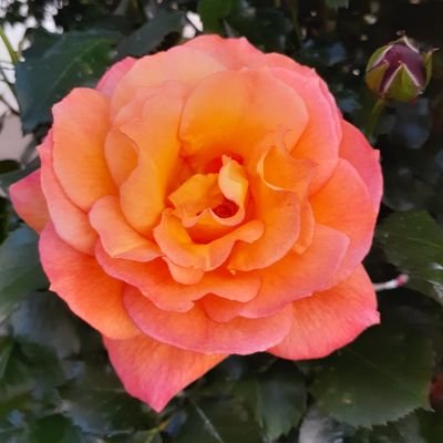 spintop8's profile picture. 