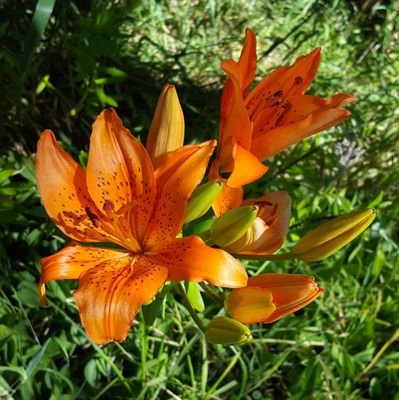 Sharing the wildlife, wonder, and produce in this New Zealand garden.