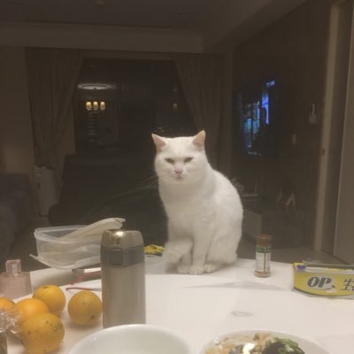 Qbu6jBpV3SvdMoQ's profile picture. 人生吃胖組