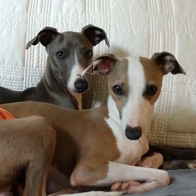 We're just two Italian Greyhounds wondering how we ended up on Twitter.