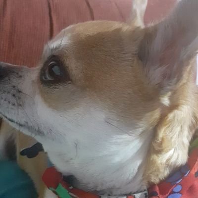 Creenci96509688's profile picture. soñar en la vida