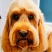 DigbyDiggersBarker (@diggersdigby) Twitter profile photo DigbyDiggersBarker (@diggersdigby) Twitter profile photo
