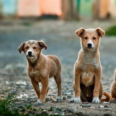 xijia160's profile picture. 打怪升级的攻城狮