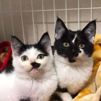ぶち猫のシロとクロ (@kurok_shirok) 's Twitter Profile