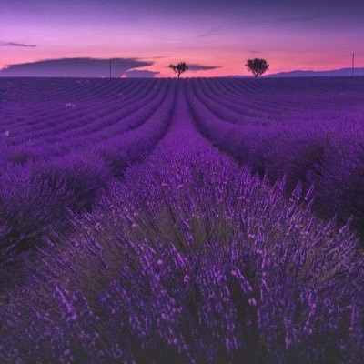 real_spn's profile picture. 