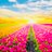 Jun_Reef_Star13