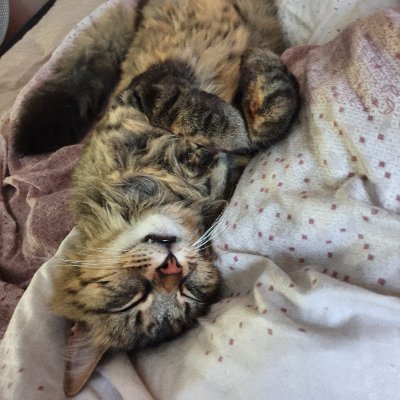 Optrixs's profile picture. 