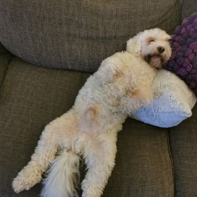 boycey72's profile picture. 