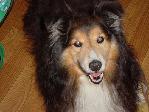 犬との生活が大好き。お酒大好き。他、日々思った事、今までの経験、などなど色んな事を思った時につぶやきます。過去のつぶやきはhttps://t.co/Q821IF6Len いつも自然体でありたい、そう思っています！どうぞ宜しくお願いします。