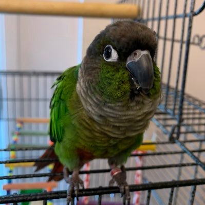 karnigyan's profile picture. UI/UX Developer