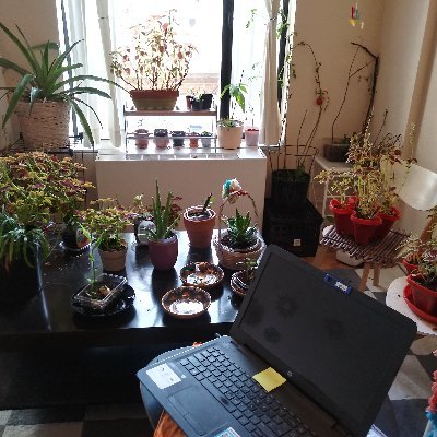 pattytowers's profile picture. Amante y defensora de la traducción