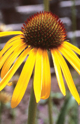 ecopamchicago's profile picture. Co-Director of Eco-Justice Collaborative working to make a just transition from our coal economy & to create a low-carbon, low-energy future that works for all.