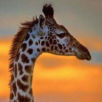Vanja (@gate) 's Twitter Profile