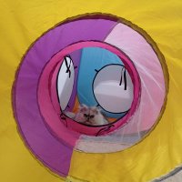 Zehra (@nayicko) 's Twitter Profile