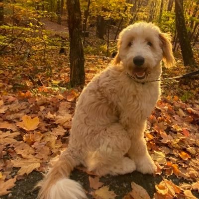 I’m a GoldenMontainDoodle who is always on the lookout for new adventures. I love my pink ballie and my little kitty Luna. #SkyeLuna #SkyeAndPinkBallie 🐾💗