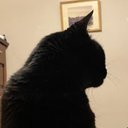 Francesca Walton - @Frances77365096 - Twitter