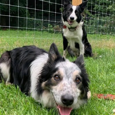 Three Border Collies, two brothers and their niece, living the Vermont life. With two cats and some Suffolk/Dorchester woolly things too