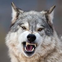 Wolf(@w94410241) 's Twitter Profileg