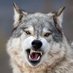 Wolf (@w94410241) Twitter profile photo