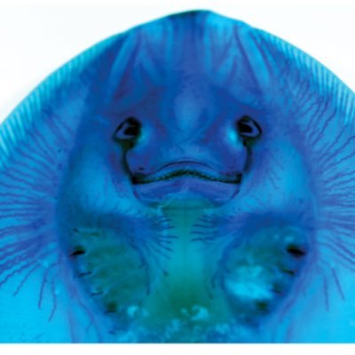 scthornquist's profile picture. aAaAAaAAaaaaaAAAaa