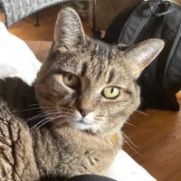 AbleismCat (@ableismcat) 's Twitter Profile