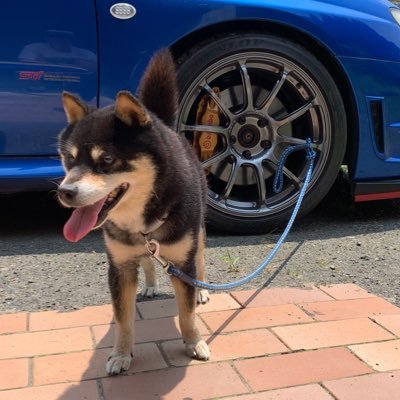umechan_318's profile picture. GDB-Fと柴犬とカメラとラーメン
