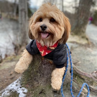 Just a subtropical pup living in Canada Terrorizing my cats. Therapy pup in training! love watching hockey and UFC Born 03/29/2018