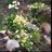 plantpot_sb's profile image