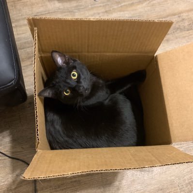 Primatis's profile picture. 270/271/309/250/289/286/255🌙 247/238/257/236/254/242/238☀️