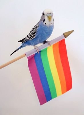 birb. squawks at homophobia (and other orientation-based hate such as biphobia and aphobia). submit in pms.