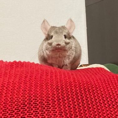 Sapppppeさんのプロフィール画像