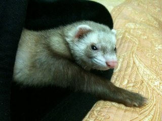 Doctor_Zombies's profile picture. 1살 페럿과 함께 세상을 나는 23살 남아입니다^^