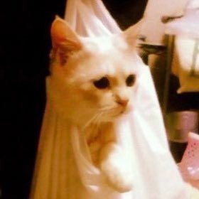 icekun's profile picture. 