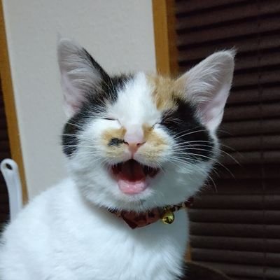 中日ドラゴンズ応援しています⚾
猫(きなこ)もよく登場します🐱
#ワンコインで楽しめるモーニング
でモーニングも紹介しています☕️🍞