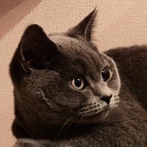猫 ひじきのシーチキン和え 材料 ひじき 1袋 シーチキン 1缶 お塩 手順 1 ひじきは水で戻してザルにあげておく 2 フライパンにシーチキンを油ごと入れ炒める 2 ひじきを加えて水分を飛ばしながら炒める 3 お塩で味を調整 お料理メモ ひじき
