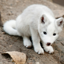 sheepfn_'s profile picture. Quit | Longest FA player