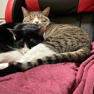 chibadxdayo's profile picture. 