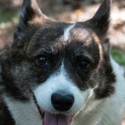 My name is Rusty Gaucho. I am a Welsh Corgi Cardigan with a big family of 5 other Corgis, 1 ginger cat & 3 humans.