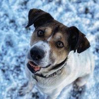 Labus - Helping Homeless Hounds into Homes(@AndLabus) 's Twitter Profile Photo
