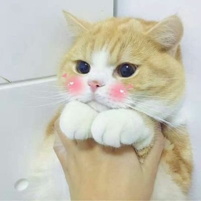 MinimizedONTK's profile picture. フランクリン効果🤗