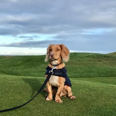 Family, dogs, grass roots football and golf. Oh and Celtic FC 🍀. All views are my own - even the good ones!