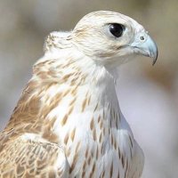 عزيز قوم (@azeez_cawm) 's Twitter Profile
