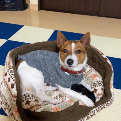 迷子犬 虎徹 こてつ Rad2t3giqlegwr0 Twitter 迷子犬 虎徹 こてつ Rad2t3giqlegwr0 Twitter