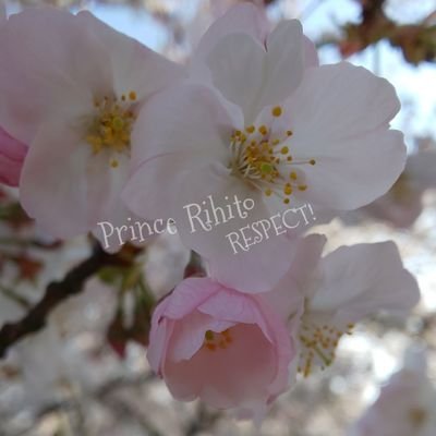 lyric ritoritoさんのプロフィール画像