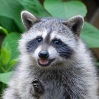 🦝RaccoonKisses🦝 (@t_ursine) 's Twitter Profile