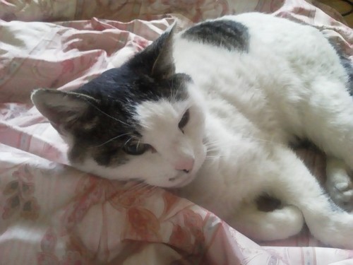 fumi_buta's profile picture. 弐寺DPer【9731-9856】全盛期ギリギリ皆伝取得するも現在はプレイ回数減少で低迷中。クリア先行型てスコア低め。 他、野菜作り/料理/ハーブ/アロマ/ジャズ/クラシック/猫/