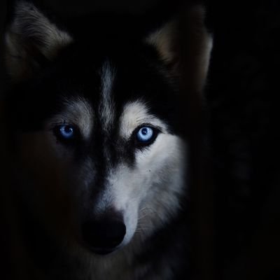 kaligrapherfelo's profile picture. Hamisi